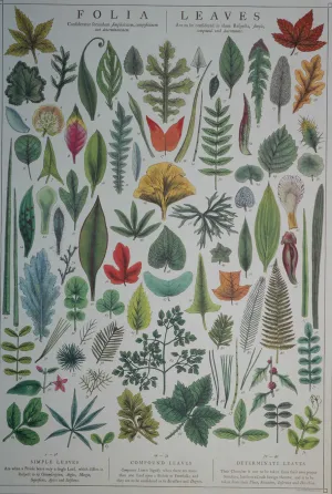 Florentine Print Folia Leaves - NEW