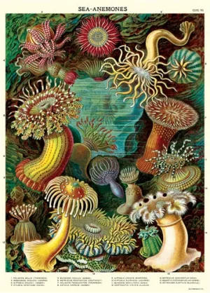 Florentine Print Sea Anemones